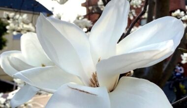 A white magnolia blooming along the Nomigawa Greenway in Setagaya, Tokyo