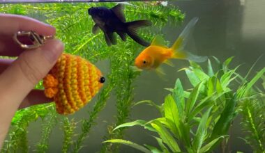 Do you guys know anyone who wants a pet fish?