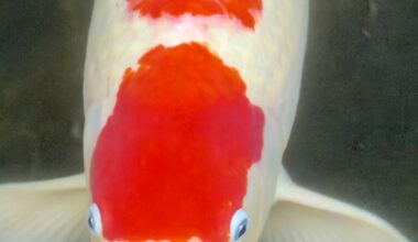 Kagoshima Monster Carp