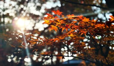 Tofukuji is on fire right now! (The foliage I mean)