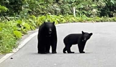 Bear attacks night shift security guard in public restroom in east Japan - The Mainichi