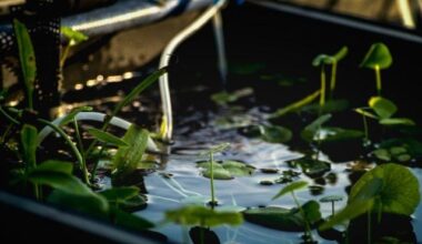 Elementary school adjacent to U.S. Marine Corps Futenma Air Station replaces pond with lawn; high concentrations of PFAS detected