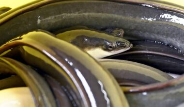 Proposed Eel Regulations Draw Eyes to CITES Conference, Could Lead to Price Hike