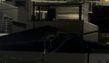 A civet, casually walking across a power line in the early morning hours.