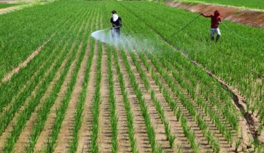 Japan 2026 staple rice production seen falling to 7.11 million tons