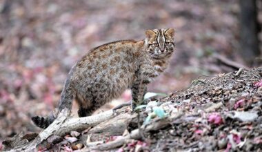 PFAS pollutants found in organs of endangered leopard cats | The Asahi Shimbun