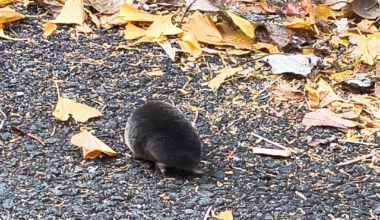Mole near Shibuya