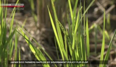 Japan rice farmers baffled by government policy flip-flop