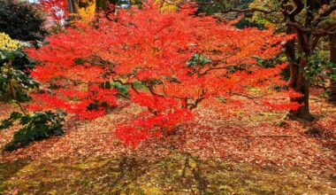 Some random garden in Japan