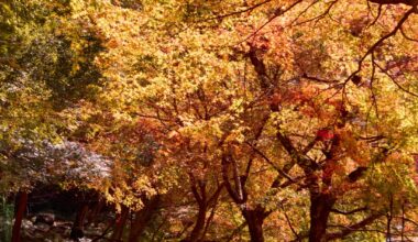 Takao, Kyoto Prefecture