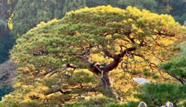 Shinjuku Koen National Garden 2