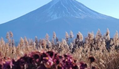 Fuji San in full bloom