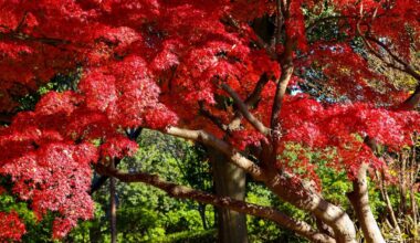 Red Autumn at Showa Kinen Park, Tachikawa