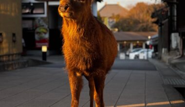 Took a gorgeous picture of a deer in Nara yesterday