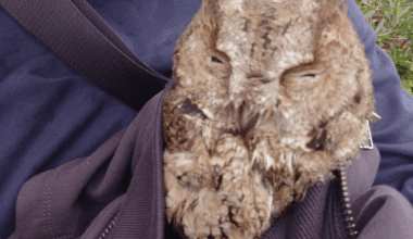 Animal rescue in Tokyo