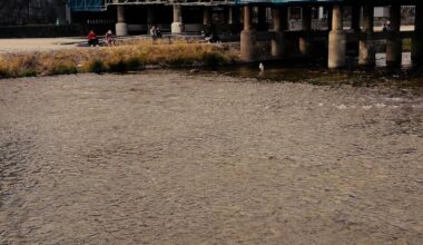Nutria at Sanjo Bridge today. It's an invasive species bred for fur that was accidentally released into the wild almost a century ago.