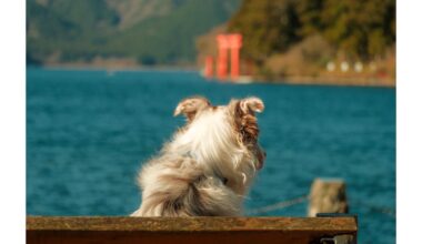 Hakone Shinto Shrine + Dog + Powerboat Racing