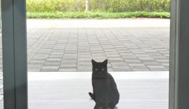 Feline visitors' social media following boosts Japan museum's popularity