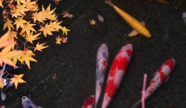 Koi fish at the Eikan-dō Zenrin-ji Temple, Sakyō Ward, Kyoto [OC]