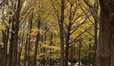 My solo trip to Japan - December 2025 🇯🇵