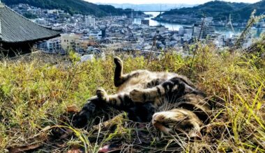 In recognition of the passing of Ken-chan, one of the two cats who kept trying to visit the Onomichi City Museum of Art, here are a few cats I've met in that same city.