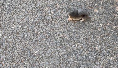 Met a mole near Shibuya