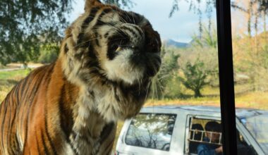 Weekend trip to Akiyoshidai Safari Land and Akiyoshido Cave in Yamaguchi