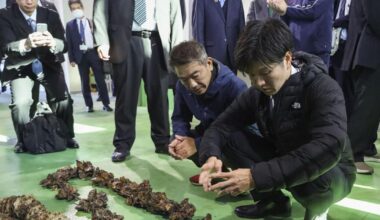 Large-scale oyster deaths in Hiroshima Pref. prompt government probe - The Mainichi