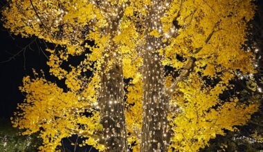 Autumn Season Of Japan