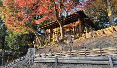 Nara Deer (2025, Nov 30th)