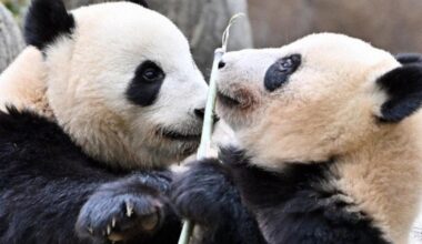 2 pandas to depart Japan in Jan., leaving none for 1st time in half-century