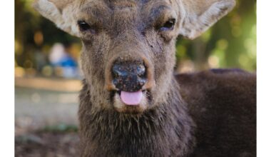 Despite his best efforts, I think the Nara female deer win the cuteness contest