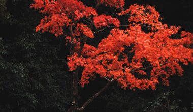 Strolling around Minoh Park