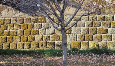 Have you seen Fuyu Zakura🙂‍↕️