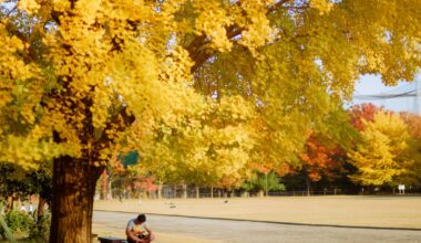 My November Around Tokyo