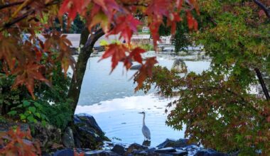 Aosagi in the City - Kyoto