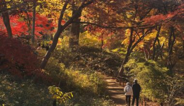Late Autumn Tokyo Colors