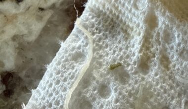 Is this a worm from Costco salmon?