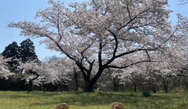 Photos of cherry blossoms taken on Sado Island in Spring 2024.