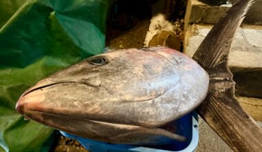 You know it’s going to be good when the restaurant is flexing their tuna like this.