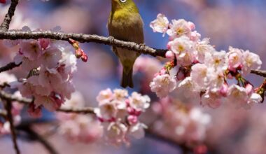 Older photo - Tokyo March 2024