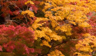 Autumn in Karuizawa, Nagano