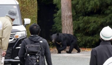 Bears delaying hibernation in Japan due to food access in residential areas: expert