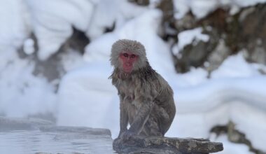 Snow Monkey at Jigokudani