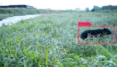Japan deploys AI cameras to speed bear alerts