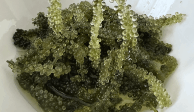 Food journey summer 2025