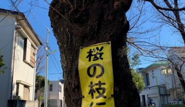 [OC] A seasonal caution sign on a cherry tree in a Tokyo neighborhood