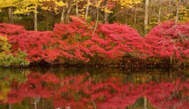 Peak autumn in Kumoba Pond, Karuizawa