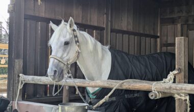 at Kamigamo-shrine in🇯🇵Kyoto.