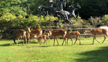 Unprecedented plan to relocate wild deer in Kyoto to Nagoya Castle gains momentum